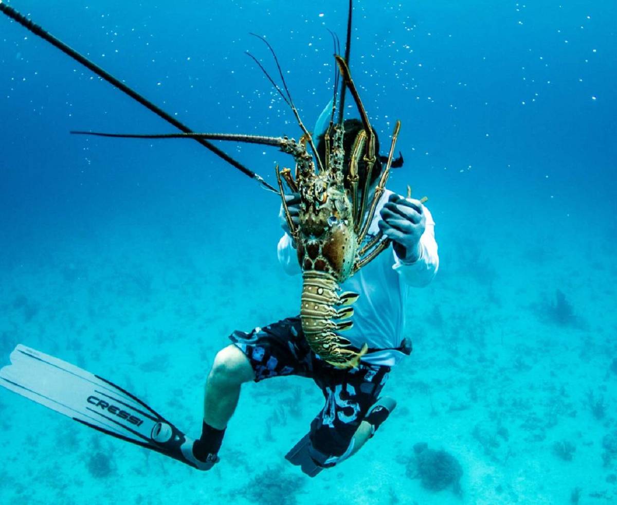 Free diver has hand caught a large lobster